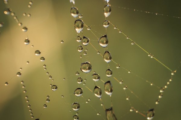 Капли в ряд на паутине