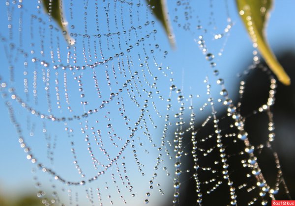 Паутина с капельками воды