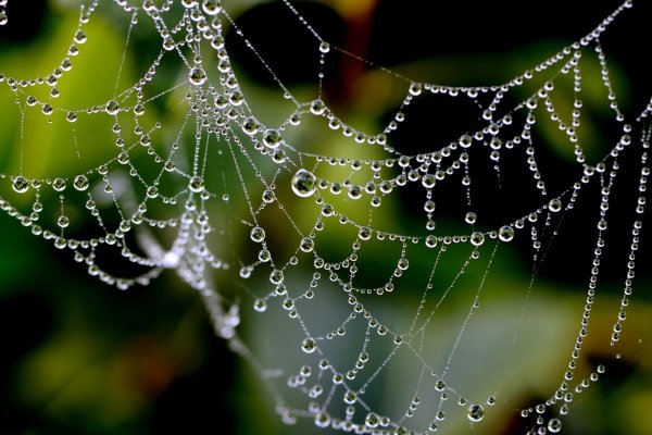 Капельки на паутине
