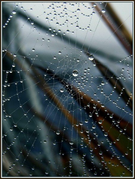 Капли на паутине