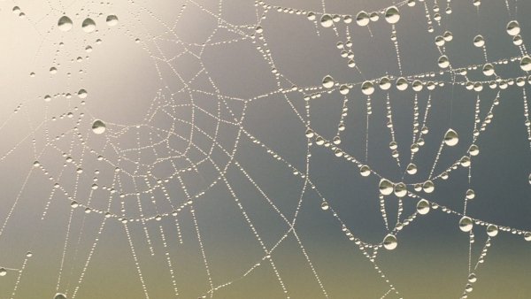 Паутина на Светлом фоне