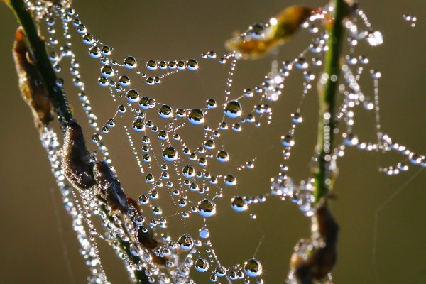 Капельки на паутине