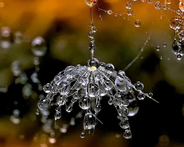 Капли на паутине