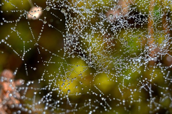 Вода на паутине