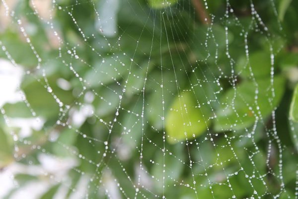 Изображение паутинок с росой презентация