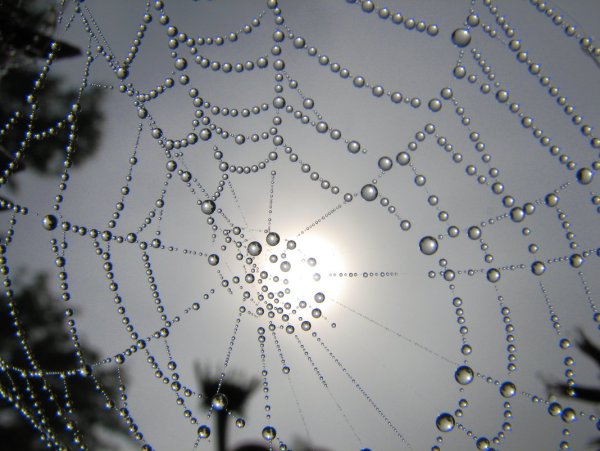 Паутинка с росой