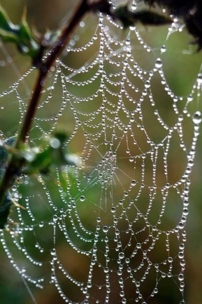 Паутинка с росой