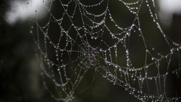 Паутина Эстетика