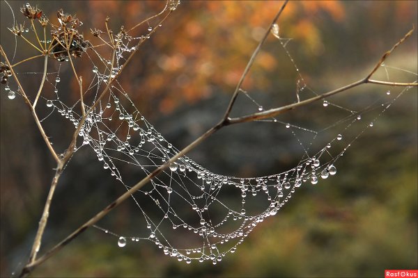 Паутина в каплях росы