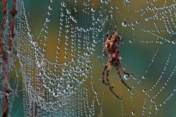 Паутина с капельками воды