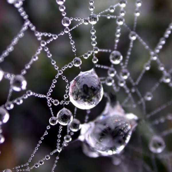 Паутина с капельками воды