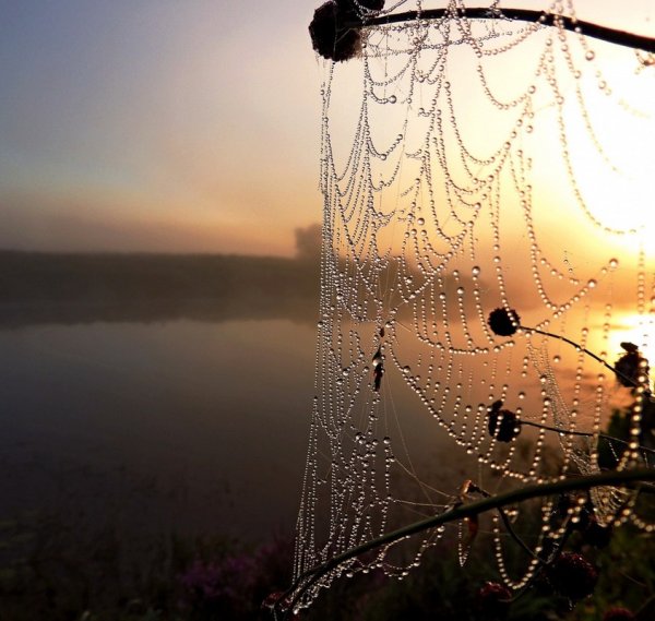 Паутина на рассвете