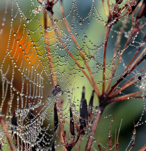 Роса на паутине осенью