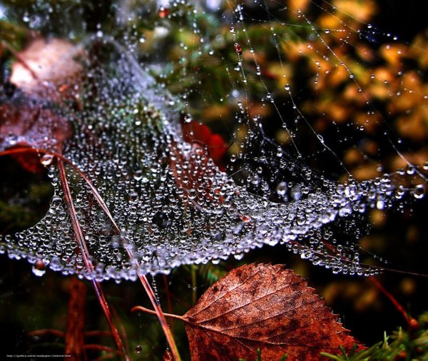 Осенние капли дождя