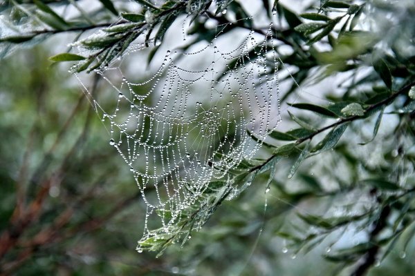 Паутинка макро