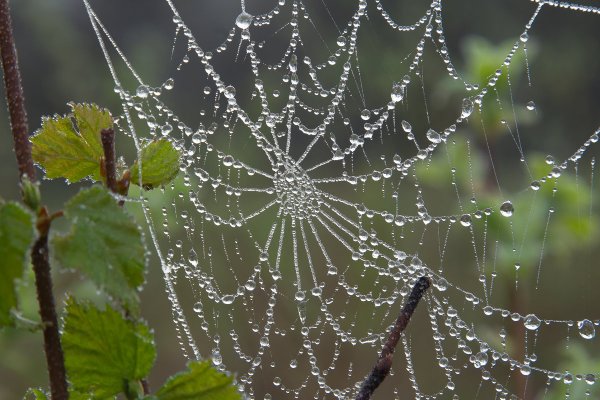 Капли дождя на паутине