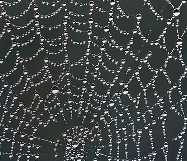 Серебряная паутина