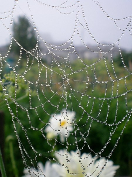 Роса на паутине