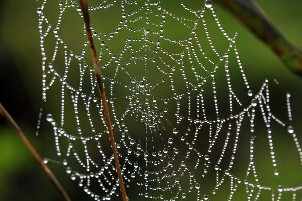 Капли на паутине