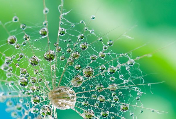 Роса на паутине