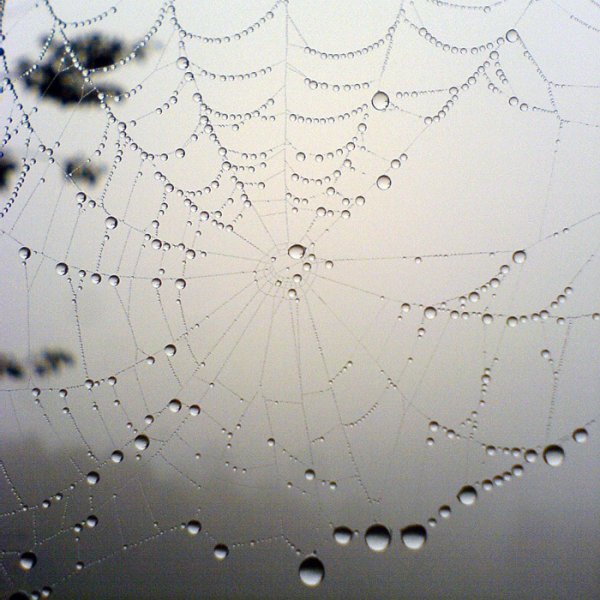 Паутина с каплями дождя