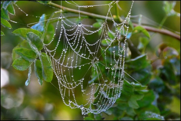 Роса на паутине