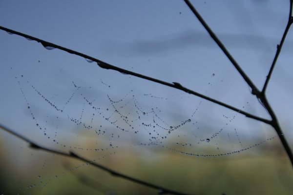 Вдруг закапал дождик паутину смыл