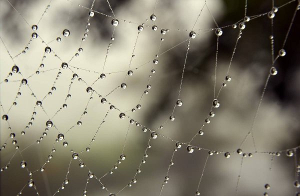 Капли на паутине