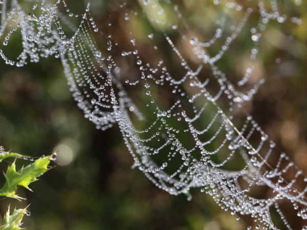 Паутина на траве