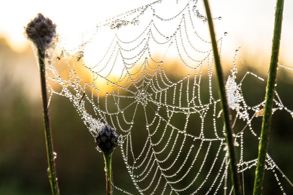 Капли дождя на паутине
