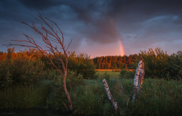 Летняя гроза в лесу
