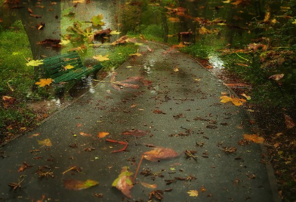 Осень дождь