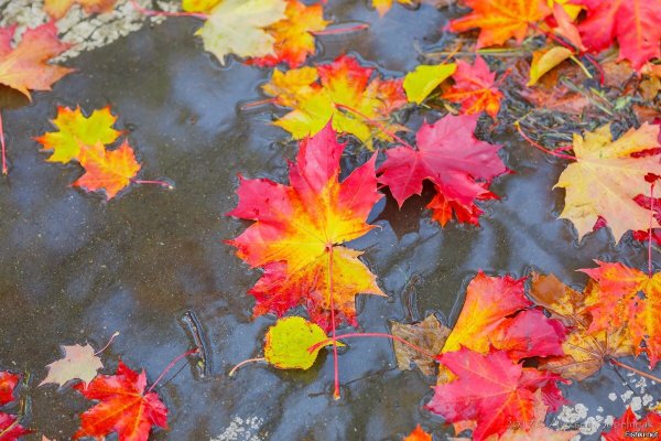 Падающие осенние листья