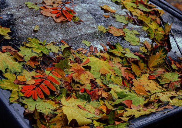 Осень листопад дождь