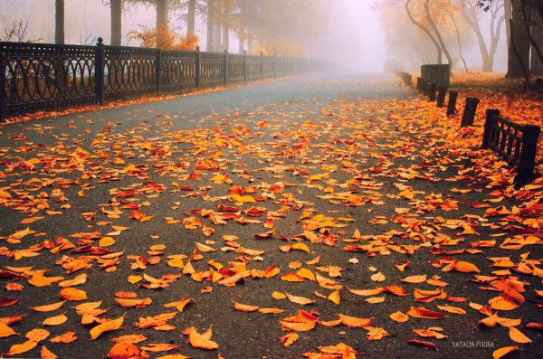 Листья на асфальте