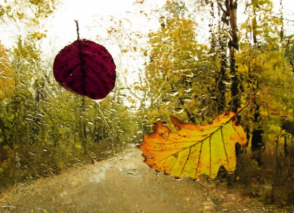 Осень дождь