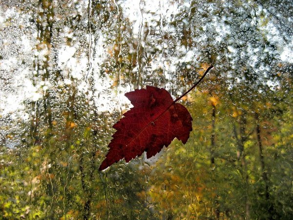 Осенний дождь фото