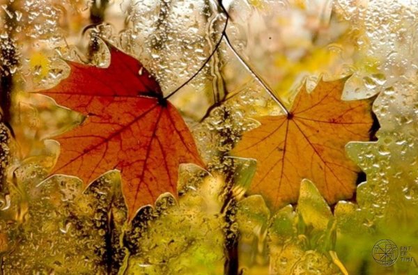 Дождь осенью