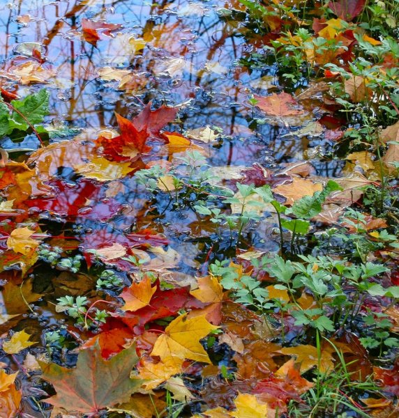 Разноцветный листопад