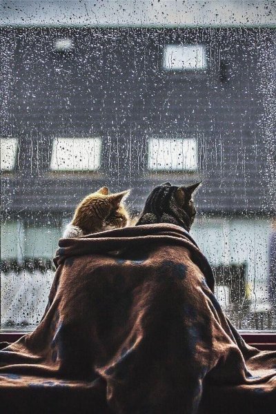 Кот под дождем