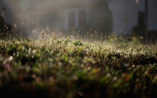 Дождь газон