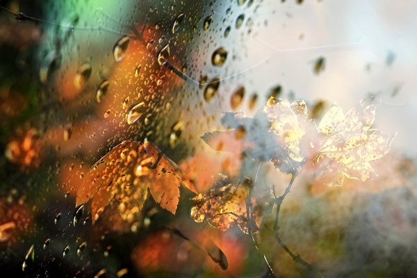 Осенние капли дождя