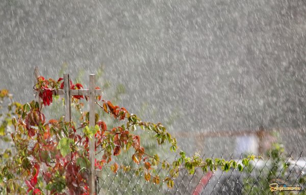 Август дождь картинки