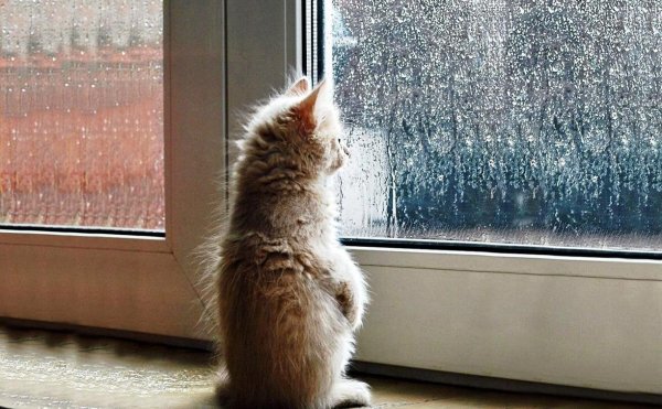 Котенок ждет