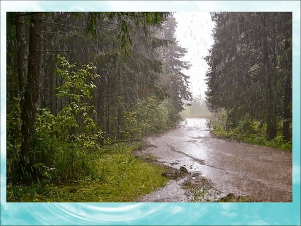 Дождь в лесу