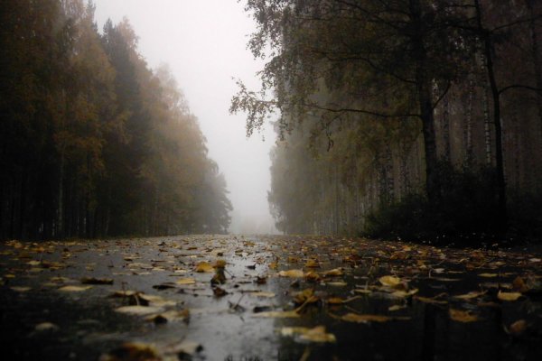 Осень дождь