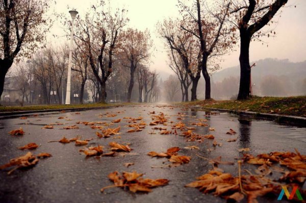 Осень дождь