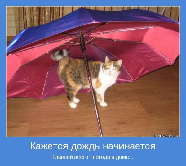 Дождик не помеха хорошему настроению