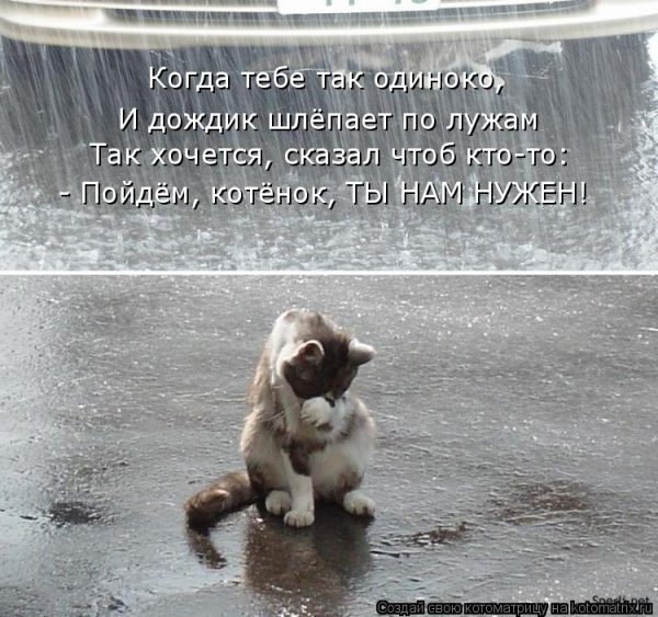 Кот в луже под дождём
