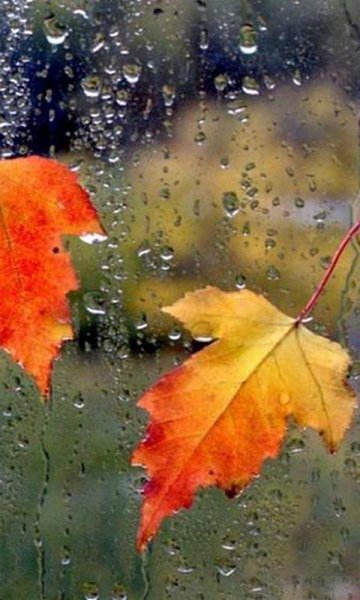 Дождь на стекле осень